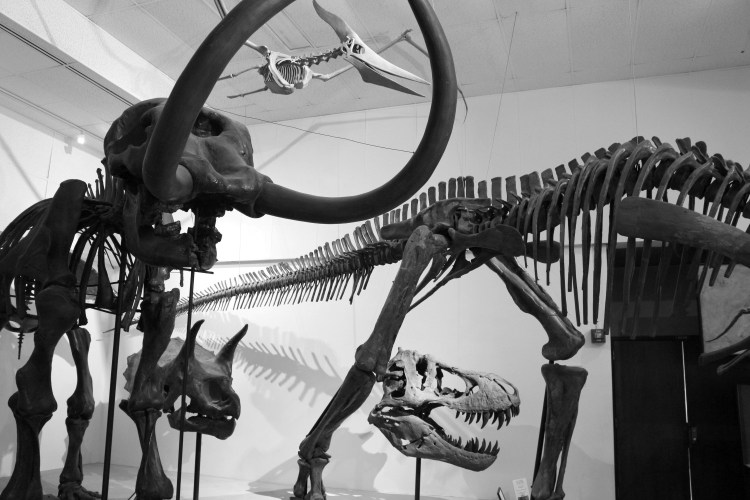 2803 Madison Wisconsin Geology Museum