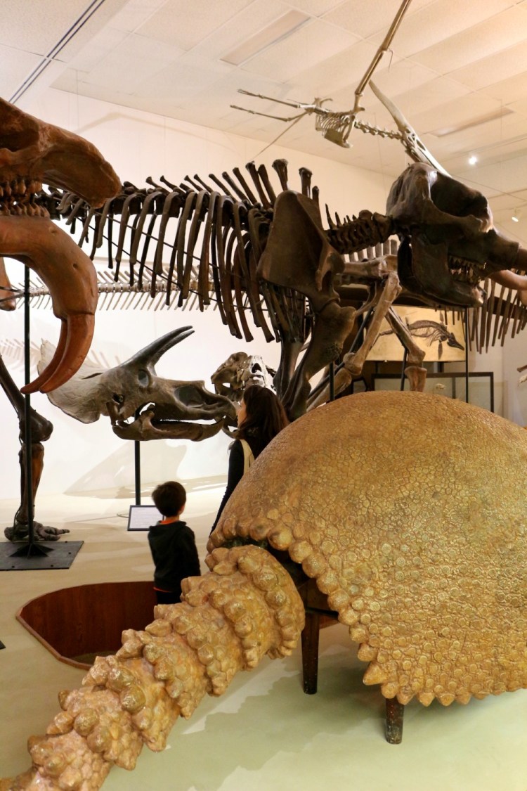 2805 Madison Wisconsin Geology Museum