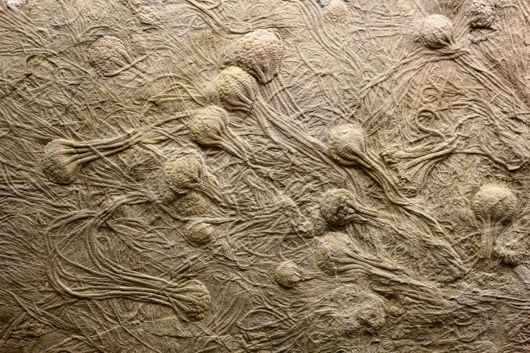 2808 Madison Wisconsin Geology Museum