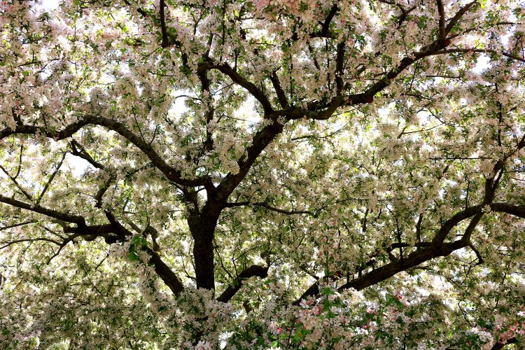 2814 Olbrich Gardens Madison Wisconsin