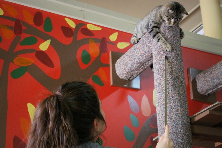 2831 Madison Play Dough